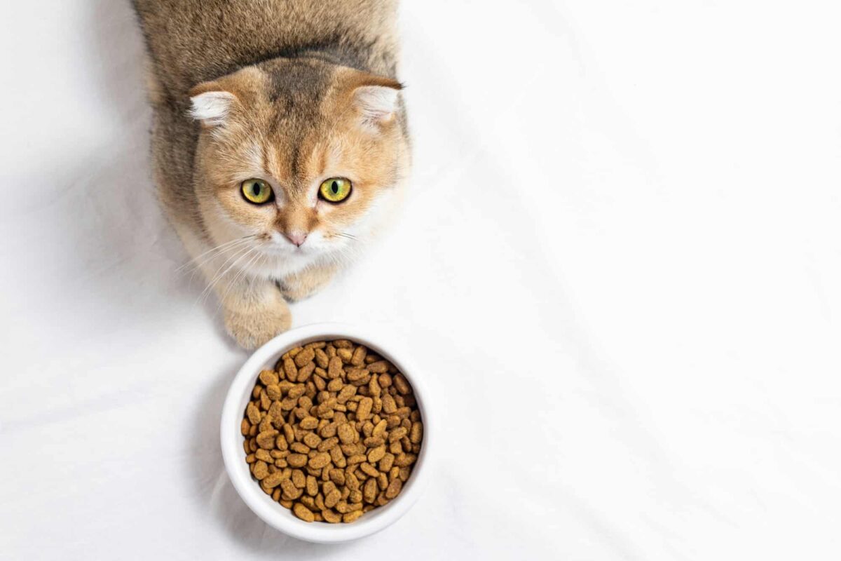 Pourquoi donner une alimentation spéciale à un chat stérilisé : les éléments de réponse !